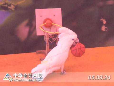 鸟语林可爱的动物表演